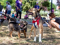 Adoptuj Warszawiaka  Wydarzenie promujące adopcję zwierząt. Organizator: Schronisko dla Bezdomnych Zwierząt "Na Paluchu". 18 sierpnia 2019, Park Raszyński w Raszynie. : park raszyński, adoptuj warszawiaka, na paluchu, schronisko dla zwierząt, centrum warszawy, raszyn